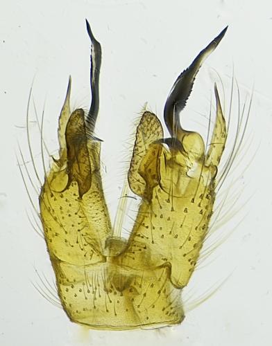 Réf. 316 586 : Molophilus griseus